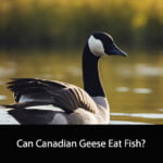 Can Canadian Geese Eat Fish