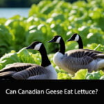 Can Canadian Geese Eat Lettuce