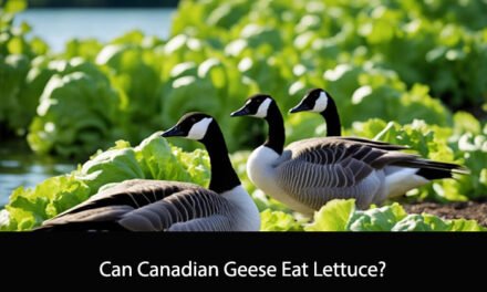 Can Canadian Geese Eat Lettuce?