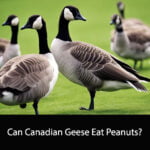 Can Canadian Geese Eat Peanuts?