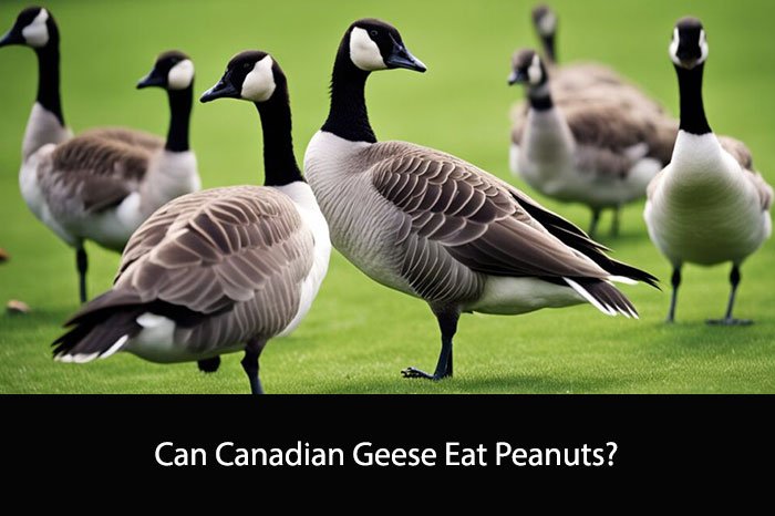 Can Canadian Geese Eat Peanuts?
