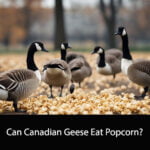 Can Canadian Geese Eat Popcorn