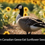 Can Canadian Geese Eat Sunflower Seeds
