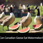 Can Canadian Geese Eat Watermelon