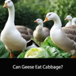 Can Geese Eat Cabbage