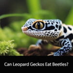Can Leopard Geckos Eat Beetles
