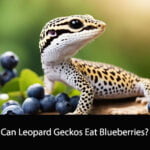 Can Leopard Geckos Eat Blueberries?