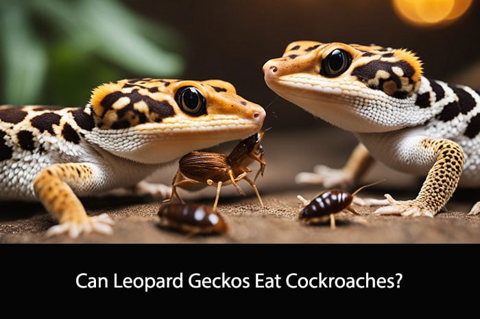 Can Leopard Geckos Eat Cockroaches
