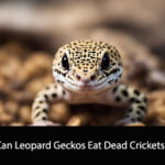 Can Leopard Geckos Eat Dead Crickets