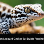 Can Leopard Geckos Eat Dubia Roaches