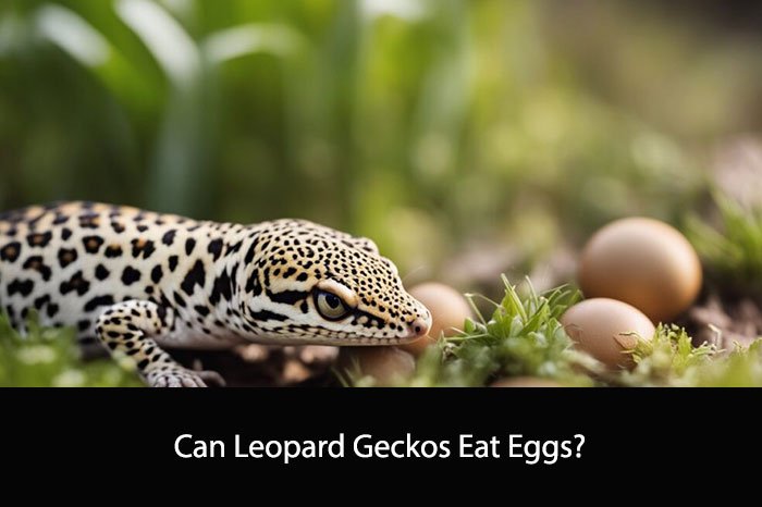 Can Leopard Geckos Eat Eggs?