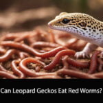 Can Leopard Geckos Eat Red Worms
