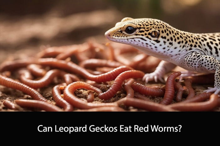 Can Leopard Geckos Eat Red Worms