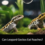 Can Leopard Geckos Eat Roaches