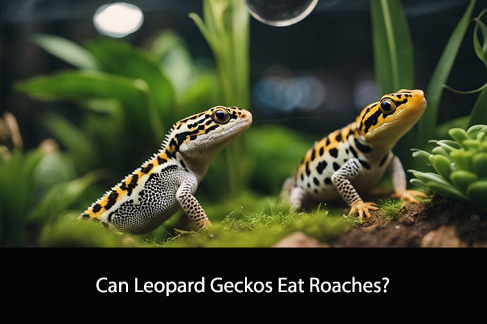 Can Leopard Geckos Eat Roaches