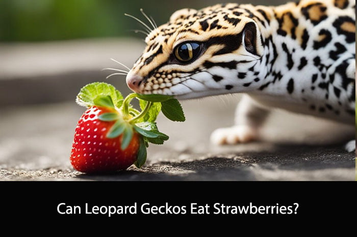 Can Leopard Geckos Eat Strawberries