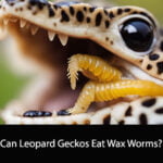Can Leopard Geckos Eat Wax Worms