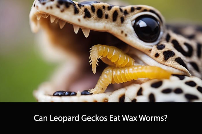 Can Leopard Geckos Eat Wax Worms?