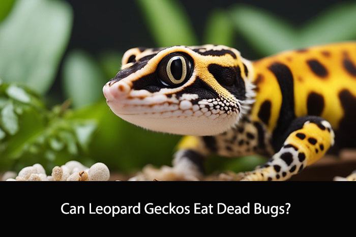 Can Leopard Geckos Eat Dead Bugs