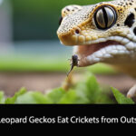 Can Leopard Geckos Eat Crickets from Outside