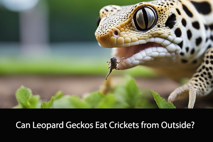 Can Leopard Geckos Eat Crickets from Outside?