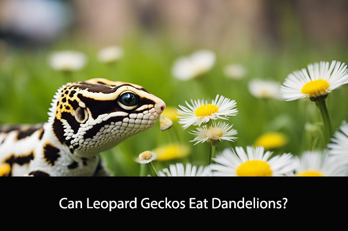 Can Leopard Geckos Eat Dandelions