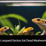 Can Leopard Geckos Eat Dead Mealworms