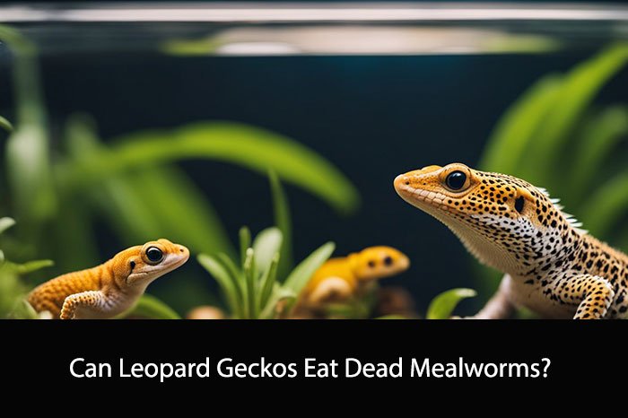 Can Leopard Geckos Eat Dead Mealworms?