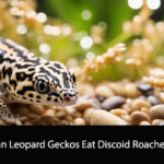 Can Leopard Geckos Eat Discoid Roaches
