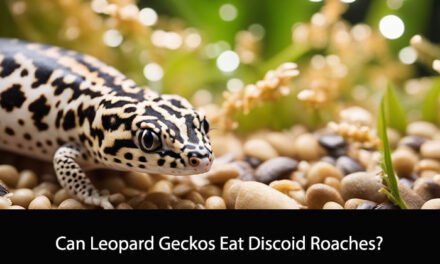Can Leopard Geckos Eat Discoid Roaches?