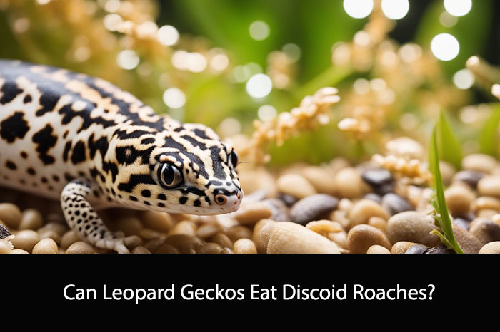 Can Leopard Geckos Eat Discoid Roaches