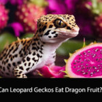 Can Leopard Geckos Eat Dragon Fruit