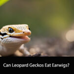 Can Leopard Geckos Eat Earwigs