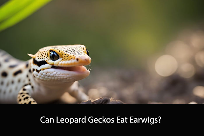 Can Leopard Geckos Eat Earwigs