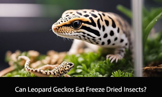 Can Leopard Geckos Eat Freeze Dried Insects?