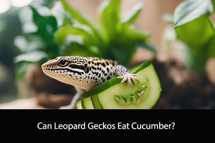 Can Leopard Geckos Eat Cucumber?