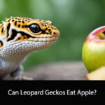 Can Leopard Geckos Eat Apple