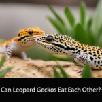 Can Leopard Geckos Eat Each Other