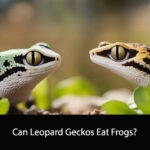 Can Leopard Geckos Eat Frogs