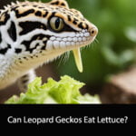 Can Leopard Geckos Eat Lettuce
