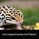 Can Leopard Geckos Eat Pinkies