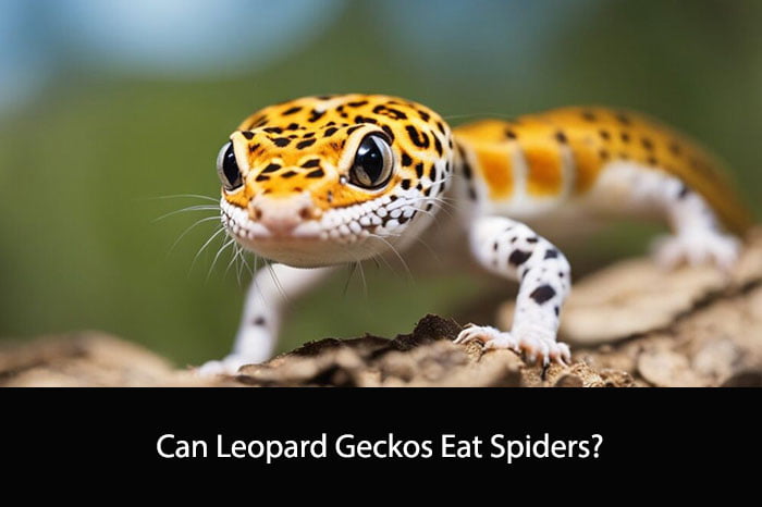 Can Leopard Geckos Eat Spiders
