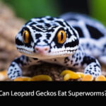 Can Leopard Geckos Eat Superworms