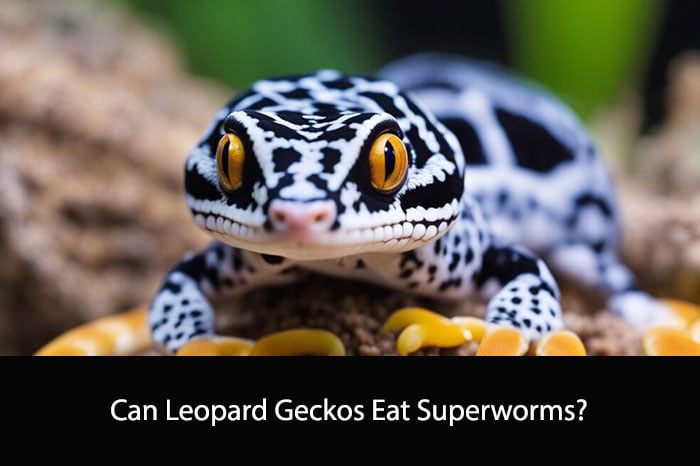 Can Leopard Geckos Eat Superworms