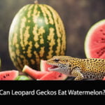 Can Leopard Geckos Eat Watermelon