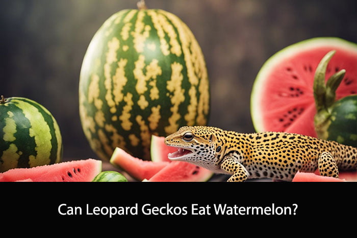 Can Leopard Geckos Eat Watermelon