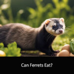 Can Ferrets Eat