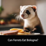 Can Ferrets Eat Bologna