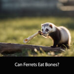 Can Ferrets Eat Bones