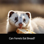 Can Ferrets Eat Bread